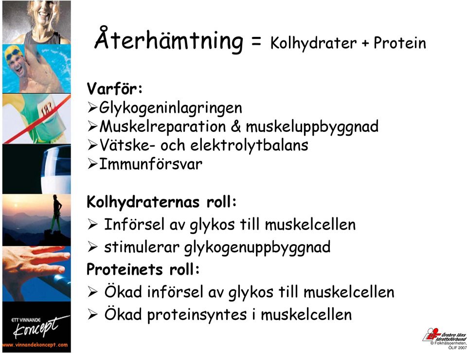 Kolhydraternas roll: Införsel av glykos till muskelcellen stimulerar