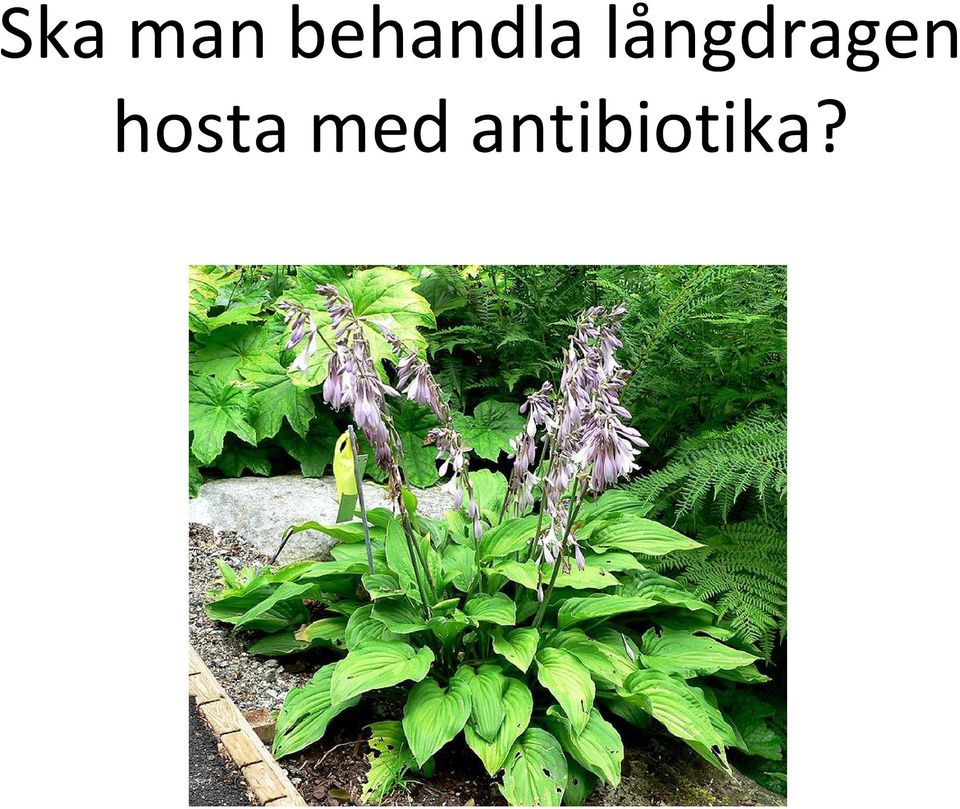 långdragen