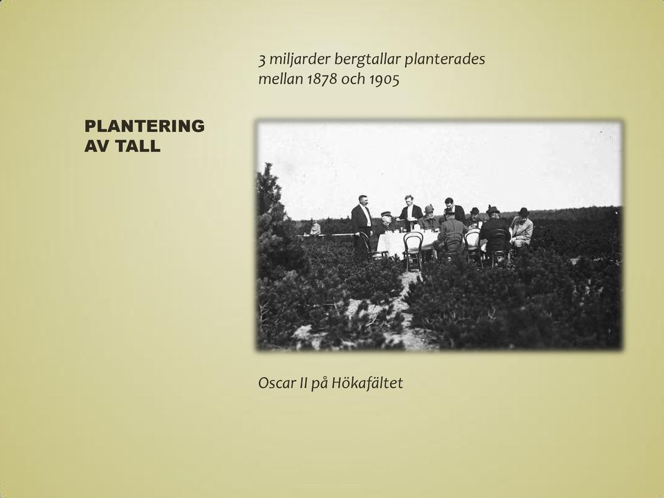 och 1905 PLANTERING AV