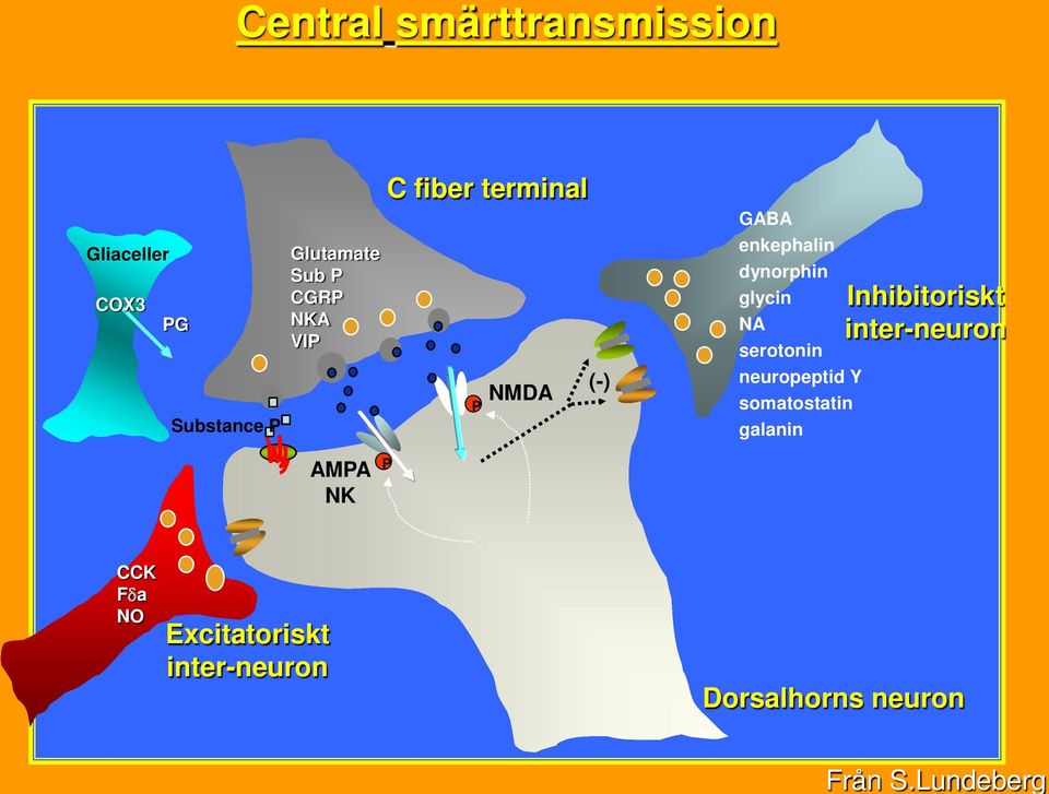 Sub P CGRP NKA VIP C fiber terminal P (-) NMDA GABA enkephalin dynorphin