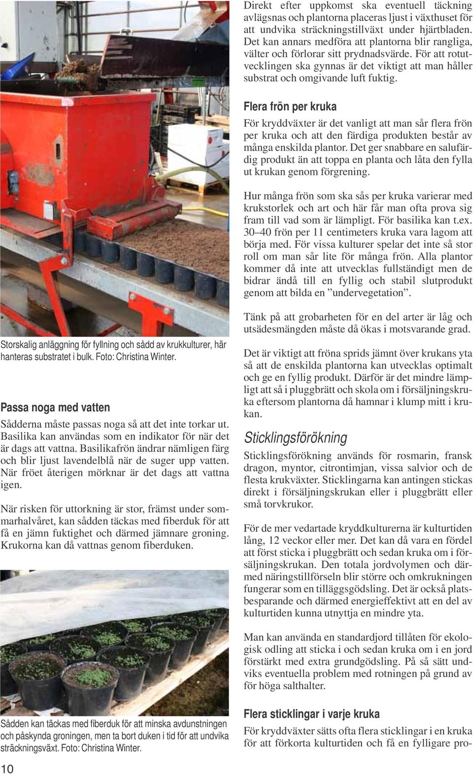 Flera frön per kruka För kryddväxter är det vanligt att man sår flera frön per kruka och att den färdiga produkten består av många enskilda plantor.