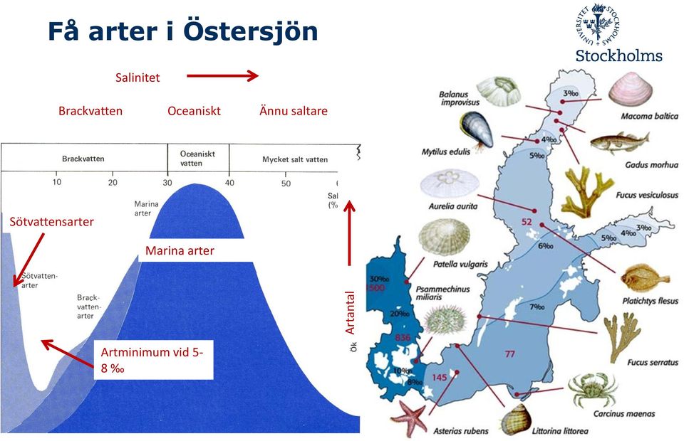 Oceaniskt Ännu saltare