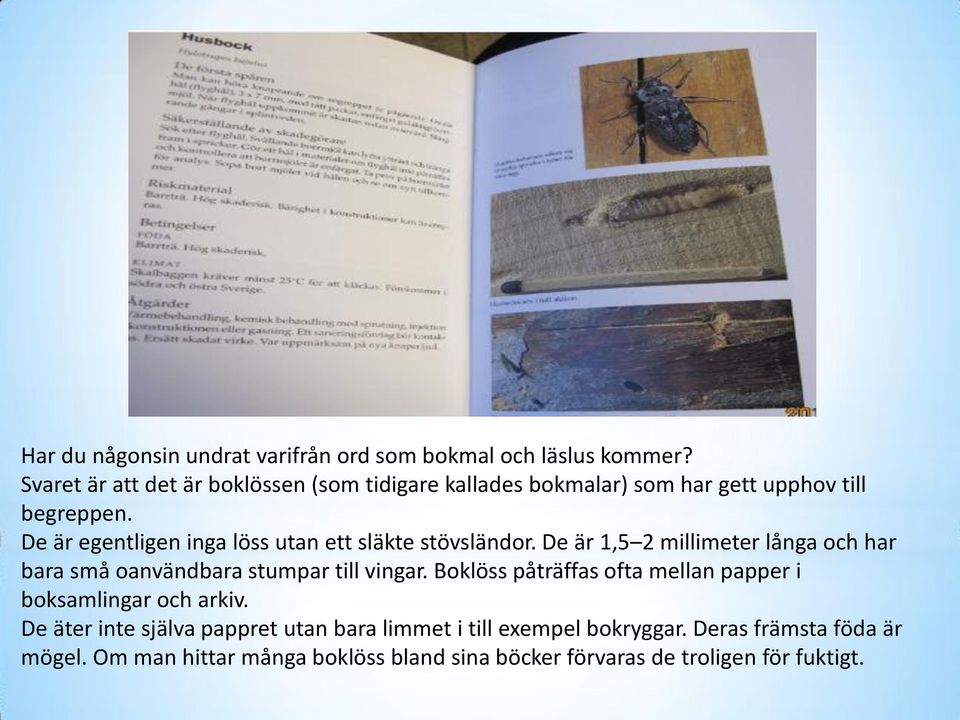 De är egentligen inga löss utan ett släkte stövsländor. De är 1,5 2 millimeter långa och har bara små oanvändbara stumpar till vingar.