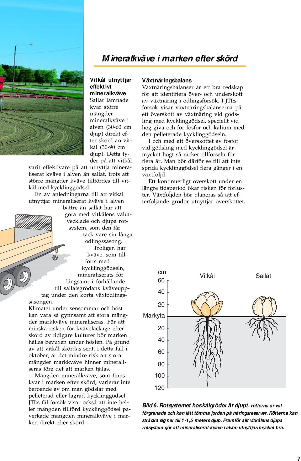 En av anledningarna till att vitkål utnyttjar mineraliserat kväve i alven bättre än sallat har att göra med vitkålens välutvecklade och djupa rotsystem, som den får tack vare sin långa odlingssäsong.