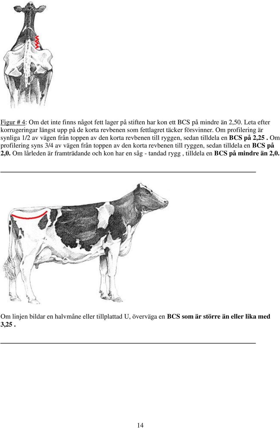 Om profilering är synliga 1/2 av vägen från toppen av den korta revbenen till ryggen, sedan tilldela en BCS på 2,25.