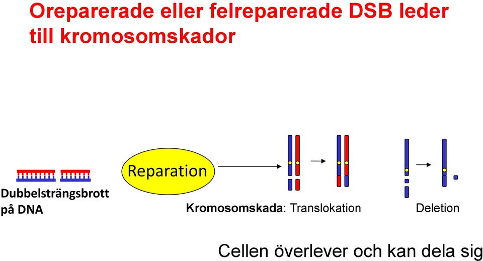 Dubbelsträngsbrott på DNA Kromosomskada: