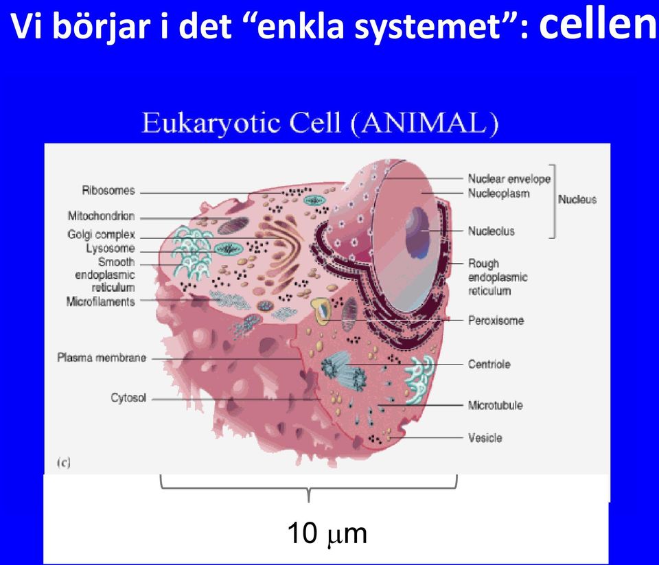 systemet :