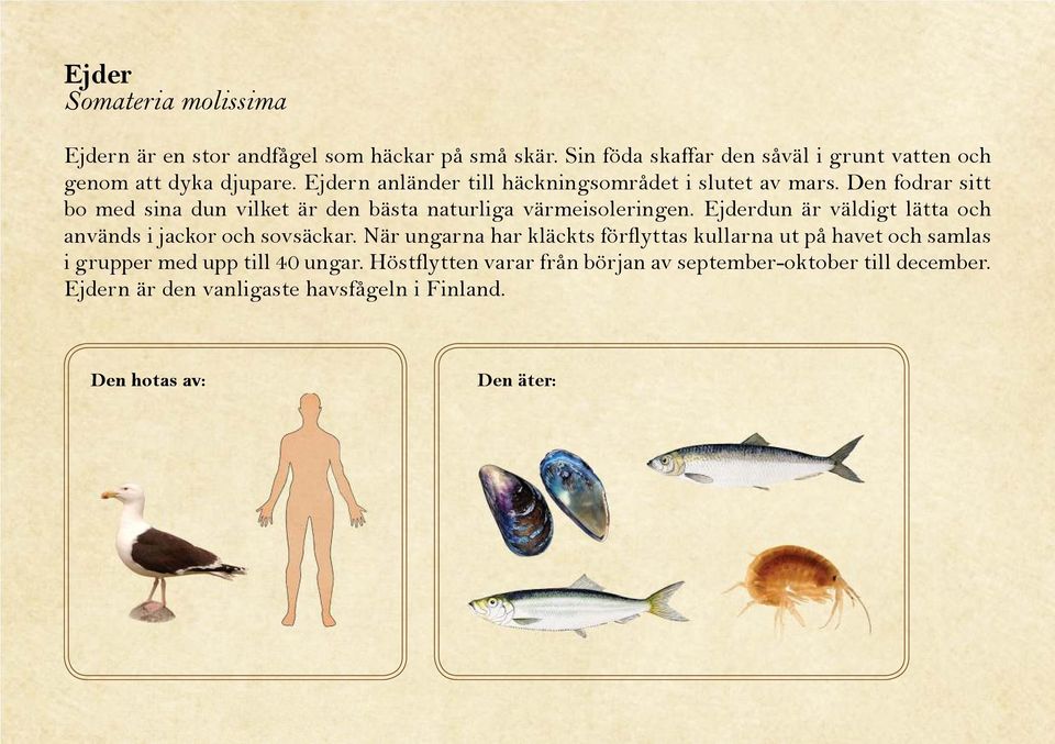 Ejderdun är väldigt lätta och används i jackor och sovsäckar.