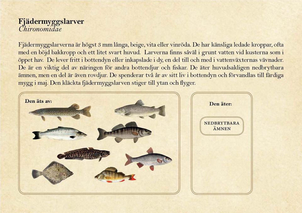 De lever fritt i bottendyn eller inkapslade i dy, en del till och med i vattenväxternas vävnader. De är en viktig del av näringen för andra bottendjur och fiskar.