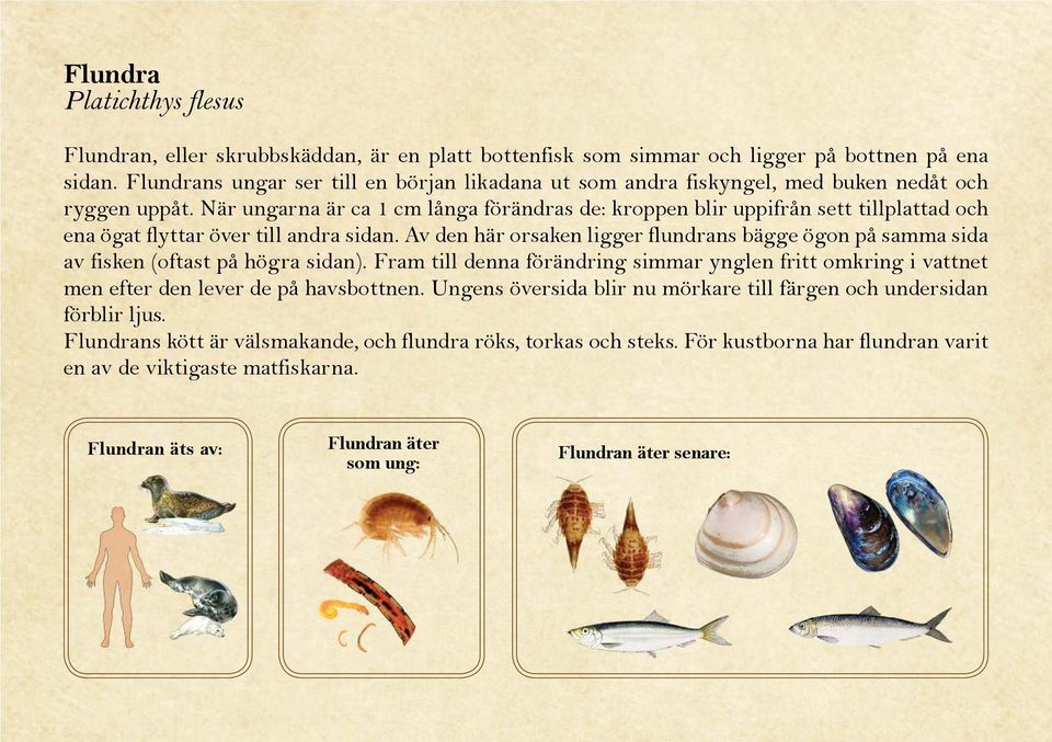 När ungarna är ca 1 cm långa förändras de: kroppen blir uppifrån sett tillplattad och ena ögat flyttar över till andra sidan.