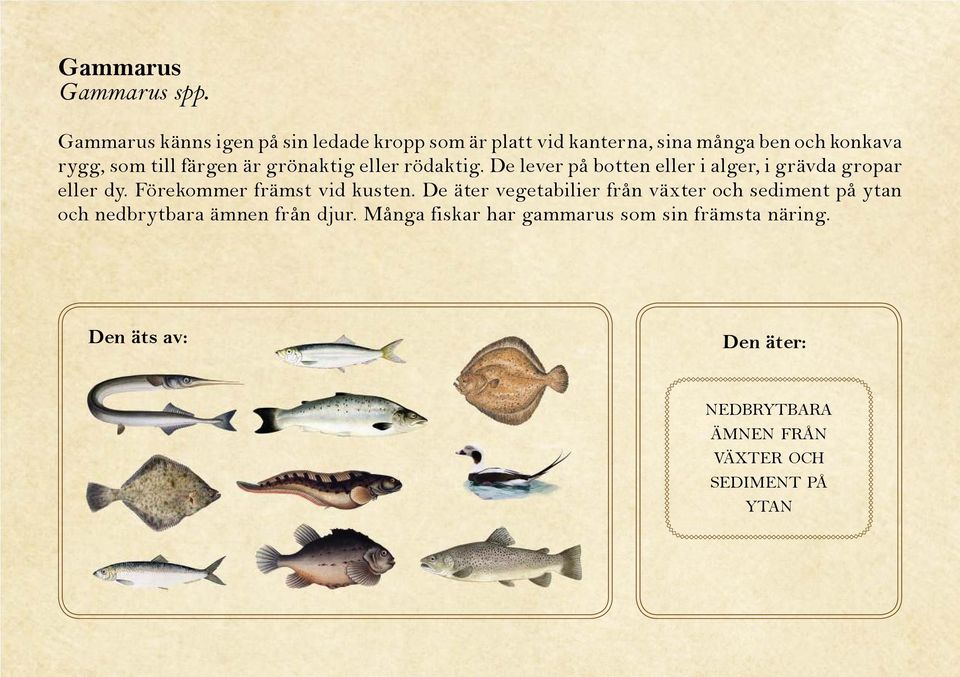 är grönaktig eller rödaktig. De lever på botten eller i alger, i grävda gropar eller dy.
