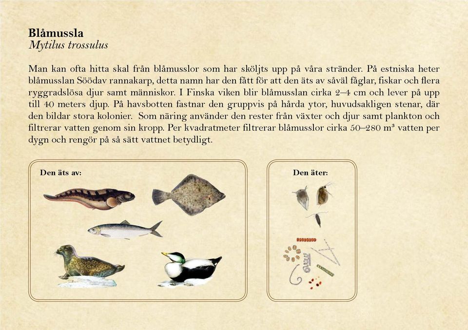 I Finska viken blir blåmusslan cirka 2 4 cm och lever på upp till 40 meters djup.