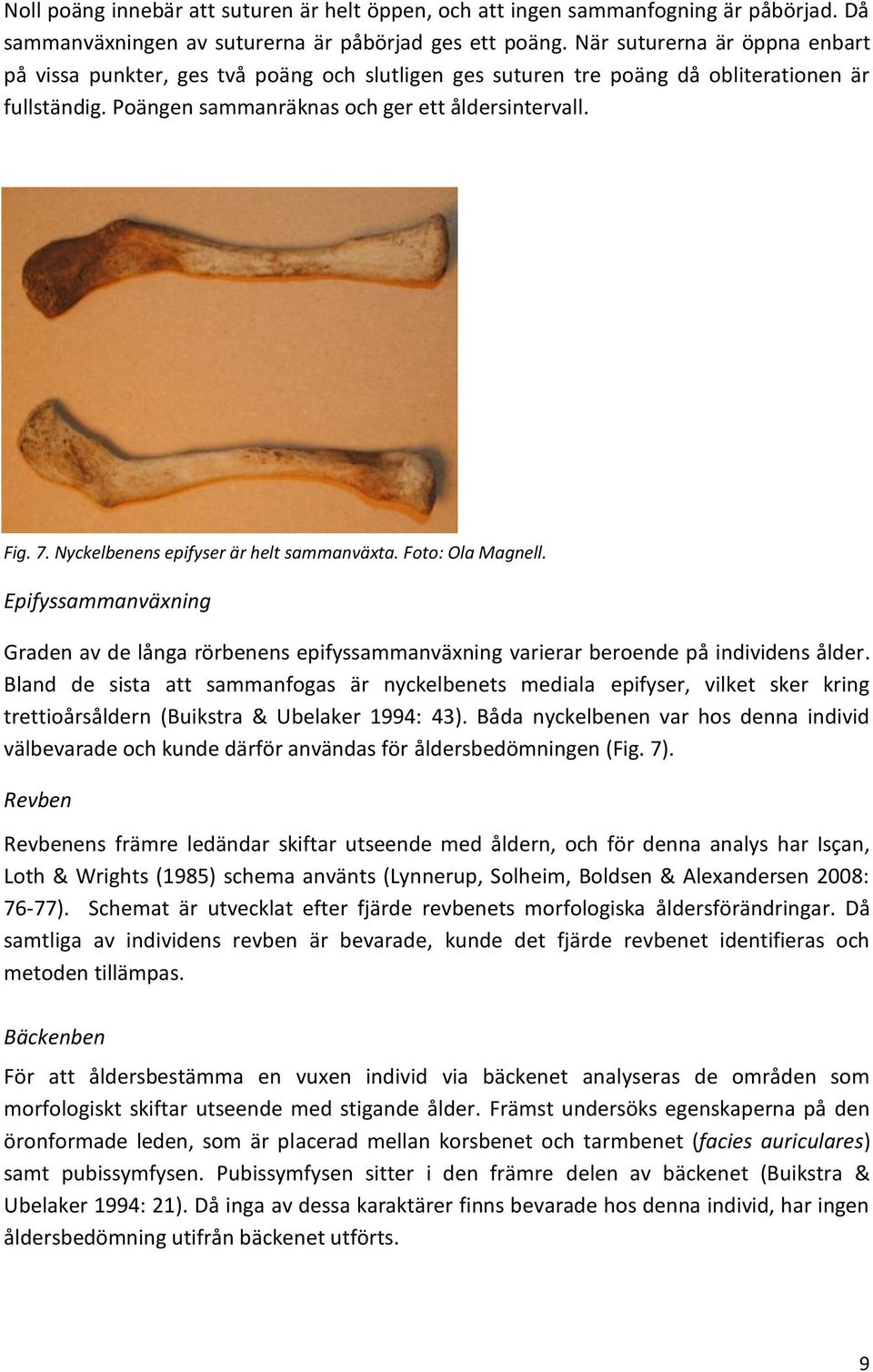 Nyckelbenens epifyser är helt sammanväxta. Foto: Ola Magnell. Epifyssammanväxning Graden av de långa rörbenens epifyssammanväxning varierar beroende på individens ålder.