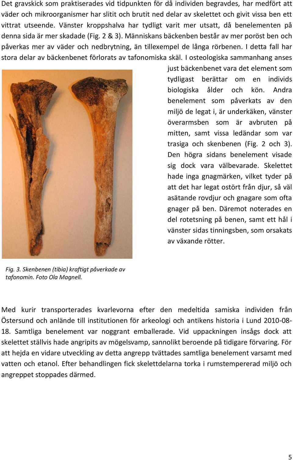 Människans bäckenben består av mer poröst ben och påverkas mer av väder och nedbrytning, än tillexempel de långa rörbenen. I detta fall har stora delar av bäckenbenet förlorats av tafonomiska skäl.