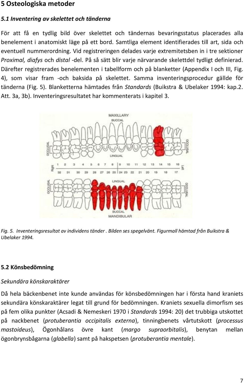 På så sätt blir varje närvarande skelettdel tydligt definierad. Därefter registrerades benelementen i tabellform och på blanketter (Appendix I och III, Fig.