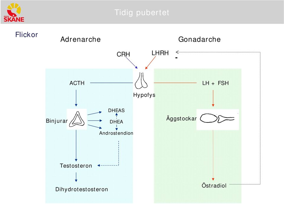 Binjurar DHEAS DHEA Andrstendin