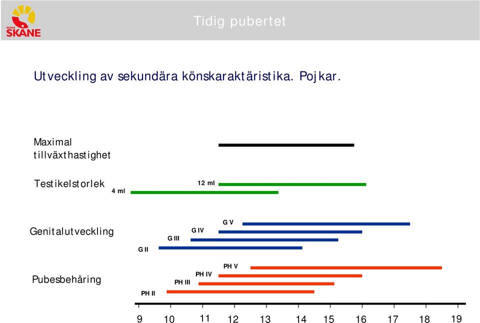 Genitalutveckling G III G IV G V G II Pubesbehåring