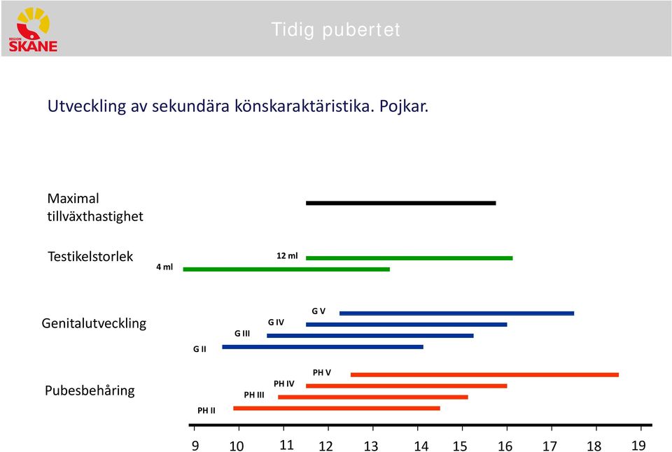 ml Genitalutveckling G III G IV G V G II