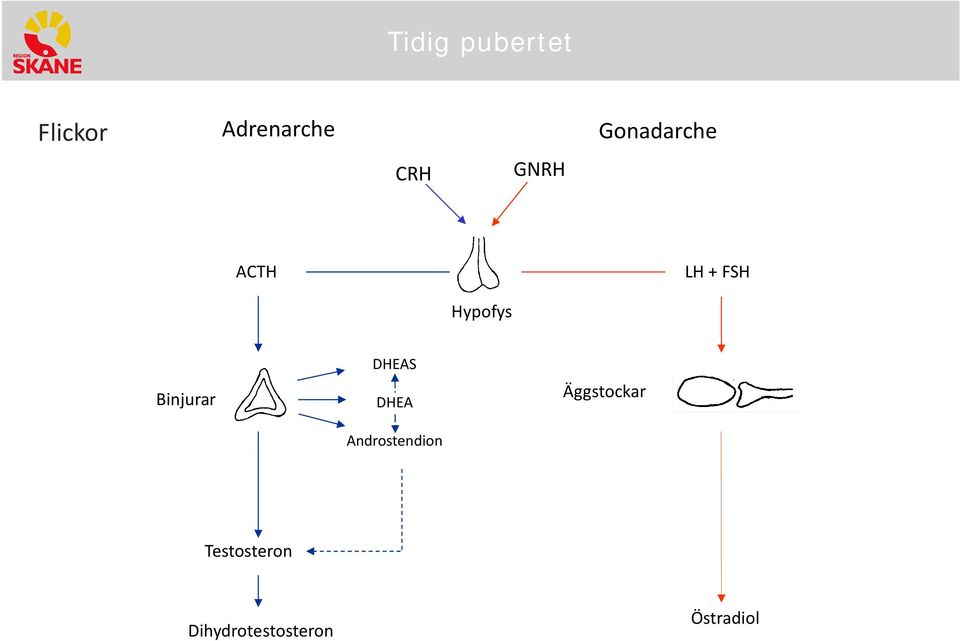 Binjurar DHEAS DHEA Androstendion