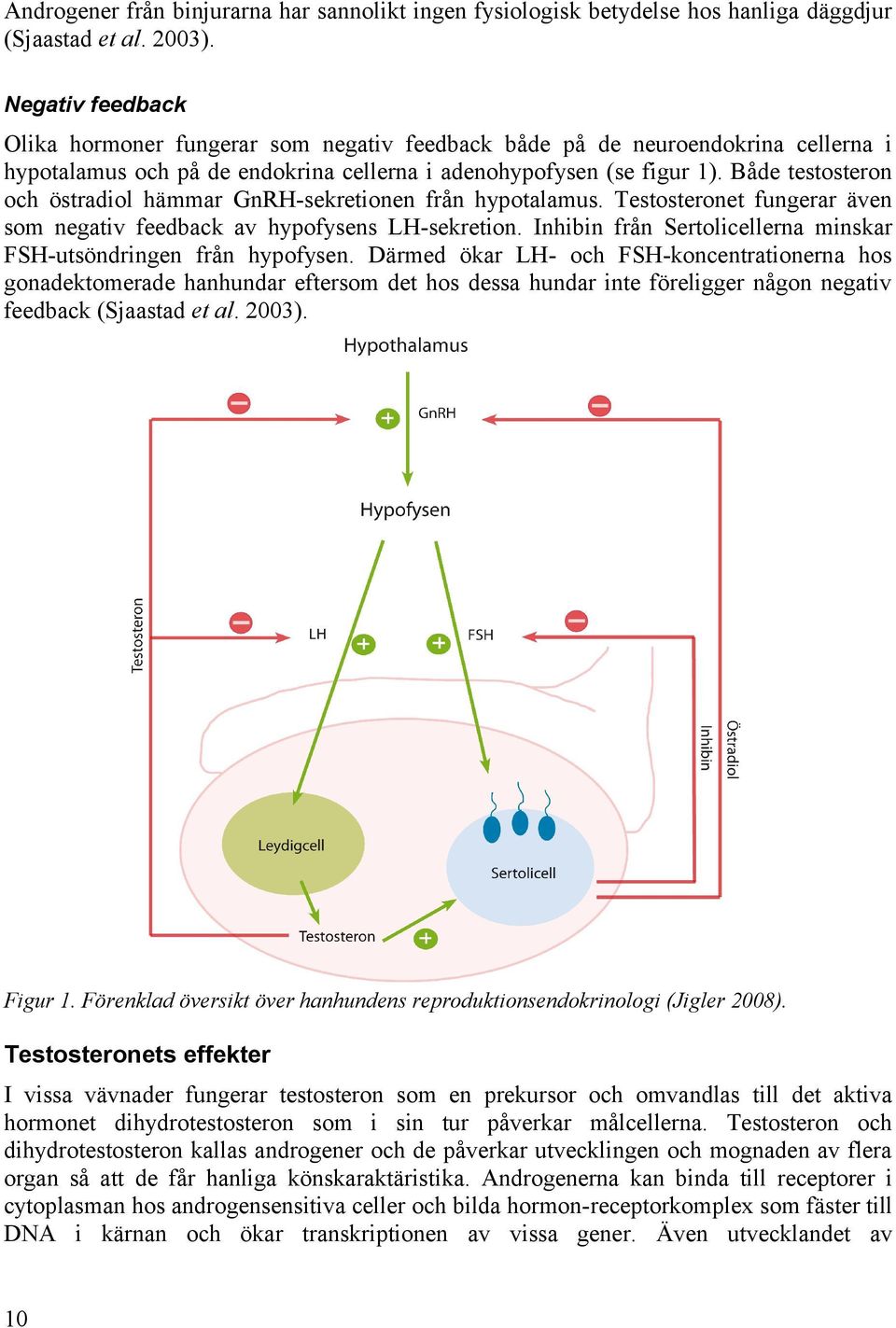 Både testosteron och östradiol hämmar GnRH-sekretionen från hypotalamus. Testosteronet fungerar även som negativ feedback av hypofysens LH-sekretion.