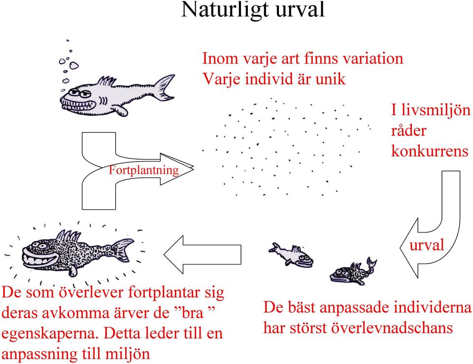 fortplantar sig deras avkomma ärver de bra egenskaperna.