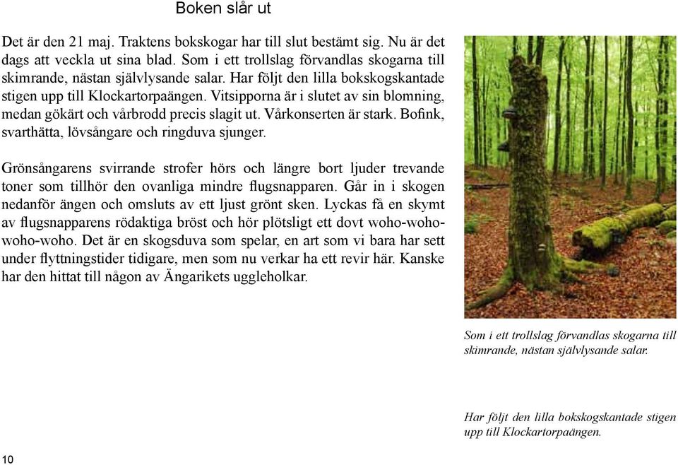Vitsipporna är i slutet av sin blomning, medan gökärt och vårbrodd precis slagit ut. Vårkonserten är stark. Bofink, svarthätta, lövsångare och ringduva sjunger.
