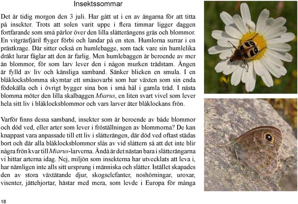 Humlorna surrar i en prästkrage. Där sitter också en humlebagge, som tack vare sin humlelika dräkt lurar fåglar att den är farlig.