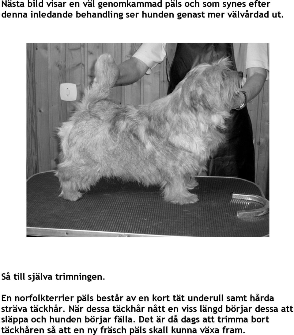 En norfolkterrier päls består av en kort tät underull samt hårda sträva täckhår.