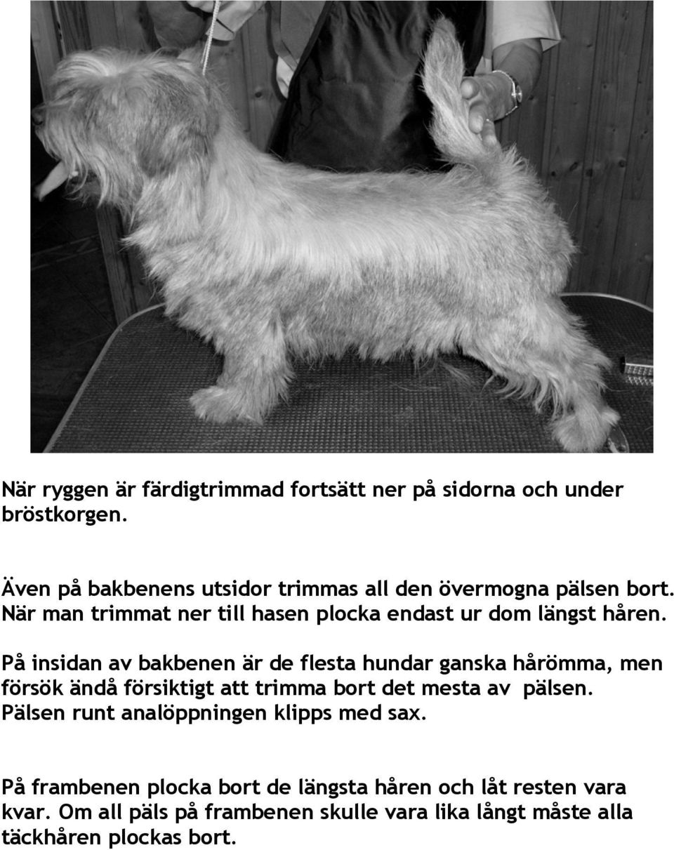 På insidan av bakbenen är de flesta hundar ganska hårömma, men försök ändå försiktigt att trimma bort det mesta av pälsen.