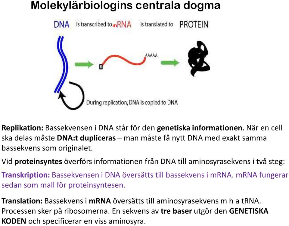 Vid proteinsyntes överförs informationen från DNA till aminosyrasekvens i två steg: Transkription:Bassekvensen i DNA översätts till bassekvens i mrna.