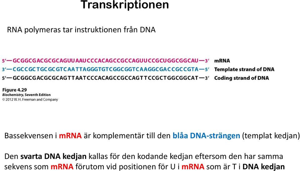 svarta DNA kedjan kallas för den kodande kedjan eftersom den har samma