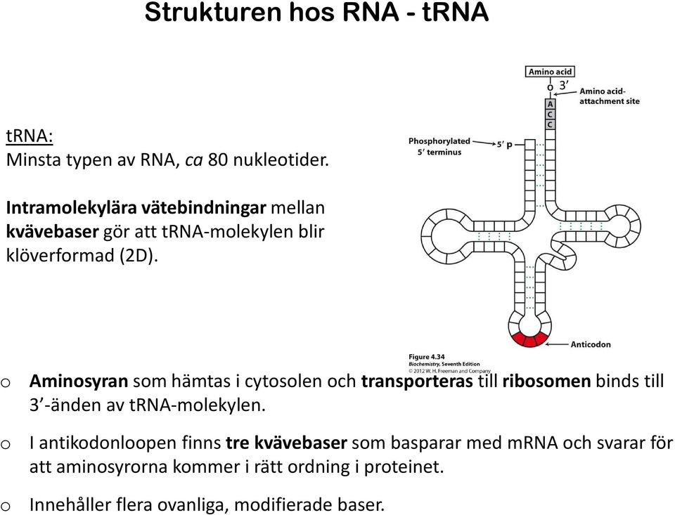 o o o Aminosyransom hämtas i cytosolenoch transporterastill ribosomenbinds till 3 -änden av trna-molekylen.