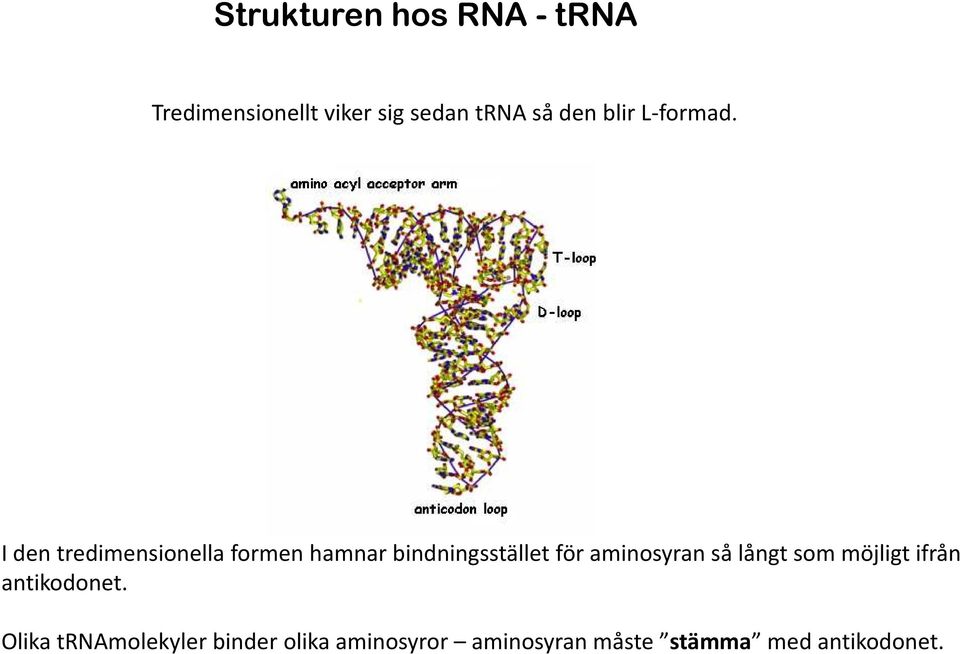 I den tredimensionella formen hamnar bindningsstället för aminosyran