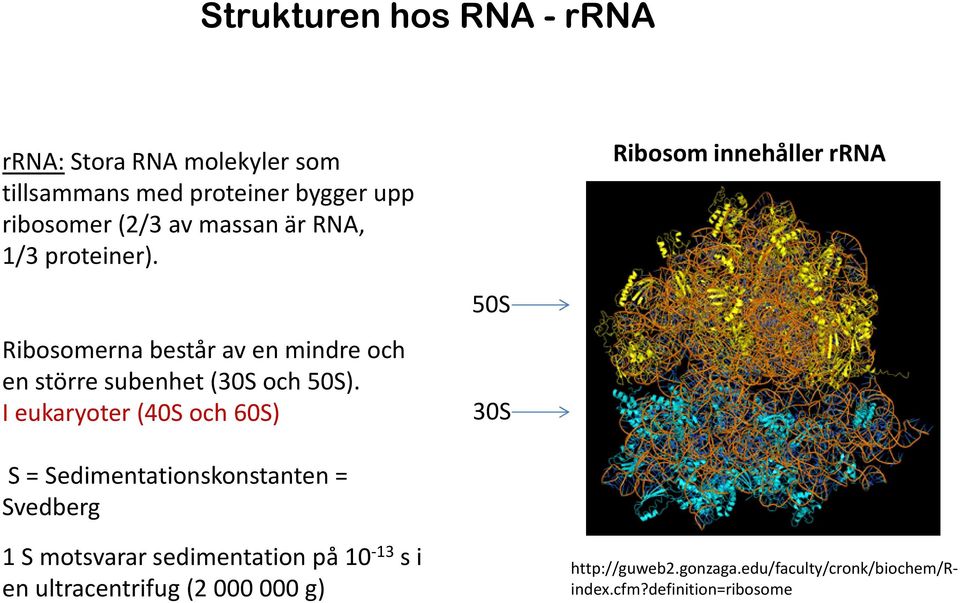 Ribosom innehåller rrna Ribosomernabestår av en mindre och en större subenhet (30S och 50S).