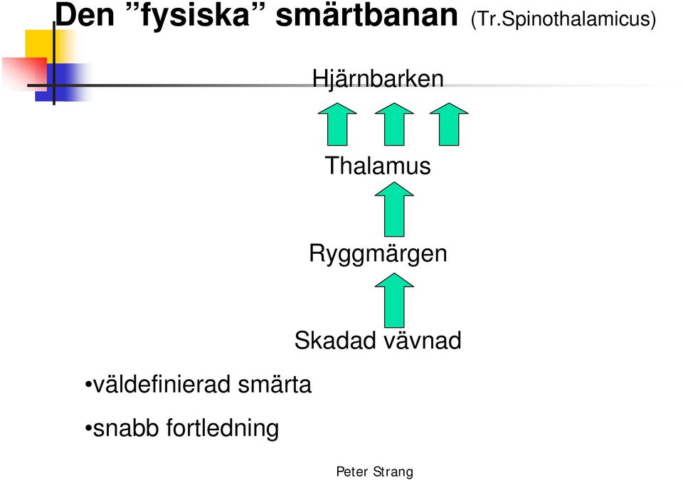 Thalamus Ryggmärgen Skadad vävnad