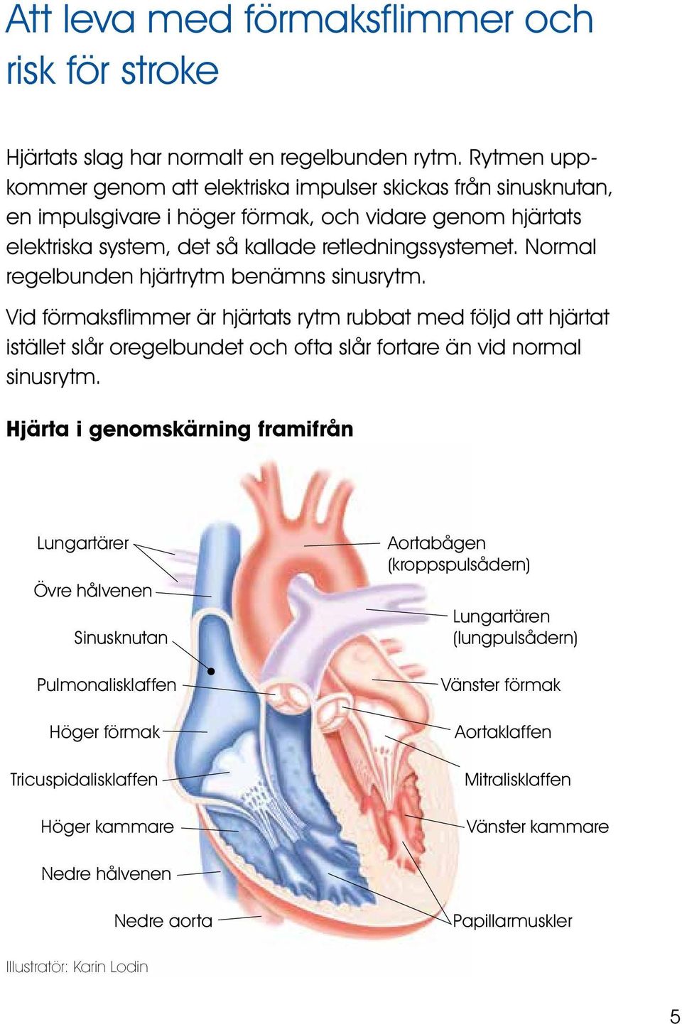 Normal regelbunden hjärtrytm benämns sinusrytm. Vid förmaksflimmer är hjärtats rytm rubbat med följd att hjärtat istället slår oregelbundet och ofta slår fortare än vid normal sinusrytm.