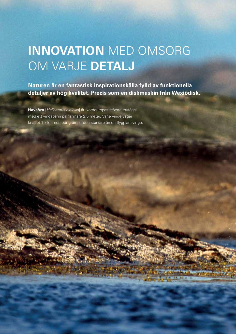 Havsörn [Haliaeetus albicilla] är Nordeuropas största rovfågel med ett vingspann på