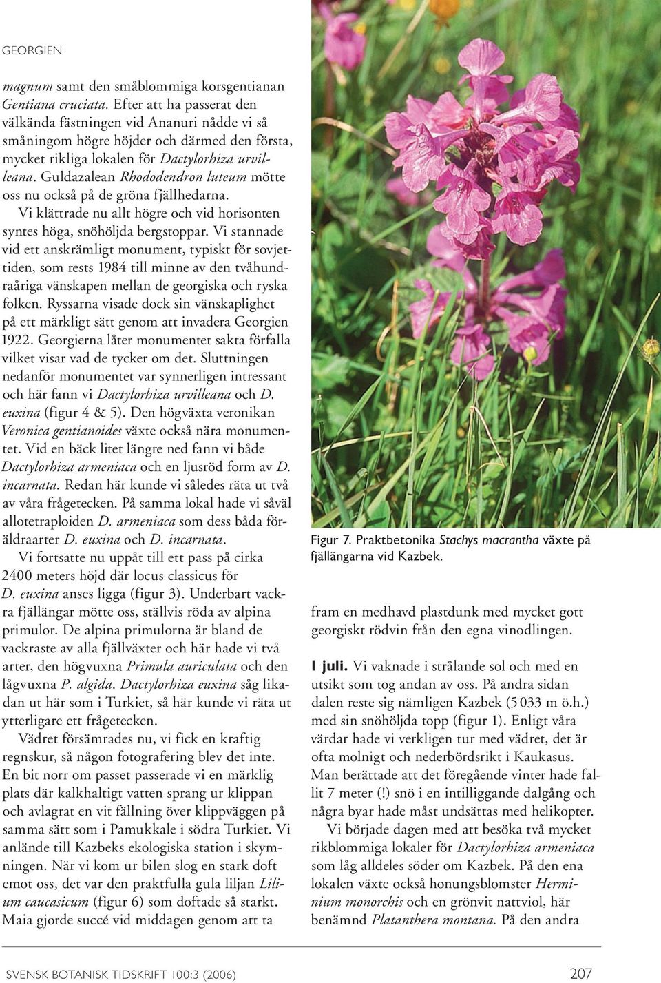 Guldazalean Rhododendron luteum mötte oss nu också på de gröna fjällhedarna. Vi klättrade nu allt högre och vid horisonten syntes höga, snöhöljda bergstoppar.