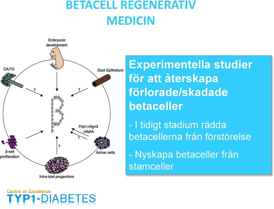 betaceller - I tidigt stadium rädda