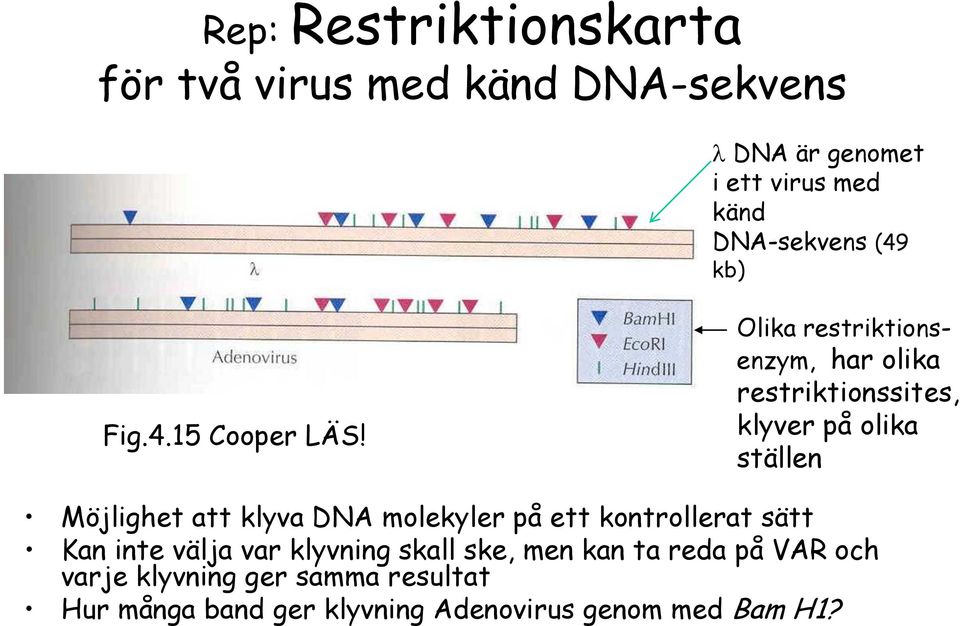 Olika restriktionsenzym, har olika restriktionssites, klyver på olika ställen Möjlighet att klyva DNA