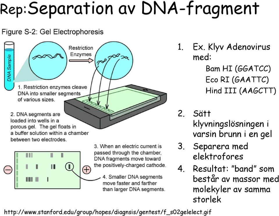 stanford.edu/group/hopes/diagnsis/gentest/f_s02gelelect.gif 2.