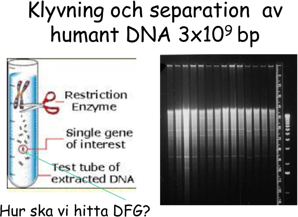 humant DNA 3x10 9