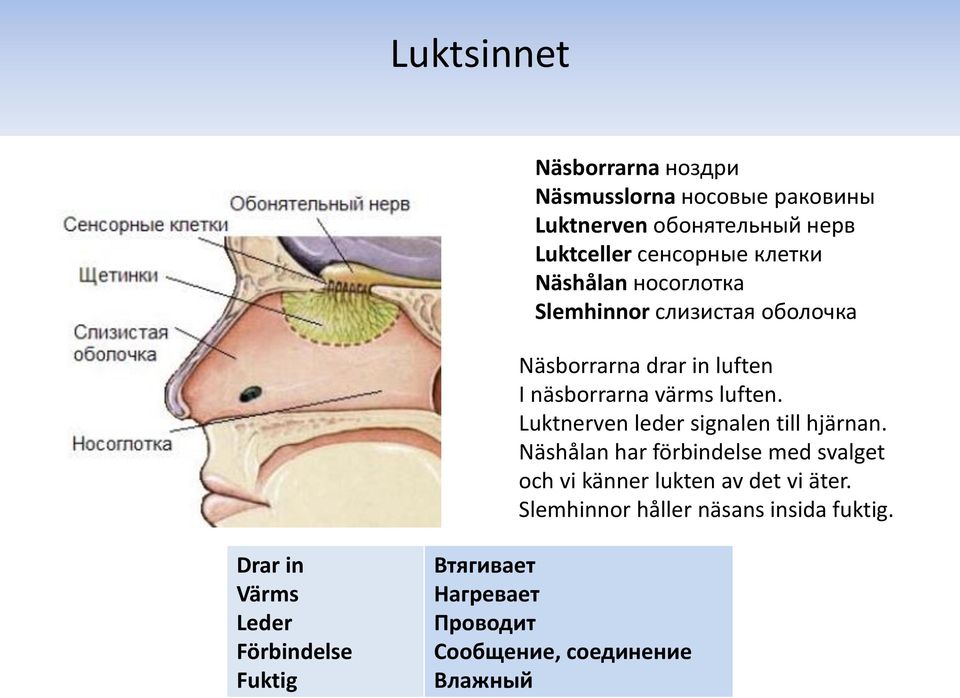 Luktnerven leder signalen till hjärnan. Näshålan har förbindelse med svalget och vi känner lukten av det vi äter.
