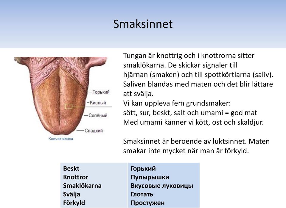 Saliven blandas med maten och det blir lättare att svälja.