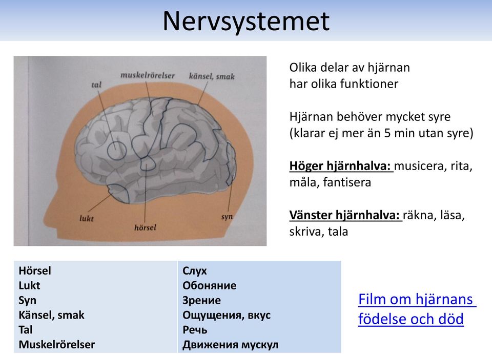 Vänster hjärnhalva: räkna, läsa, skriva, tala Hörsel Lukt Syn Känsel, smak Tal