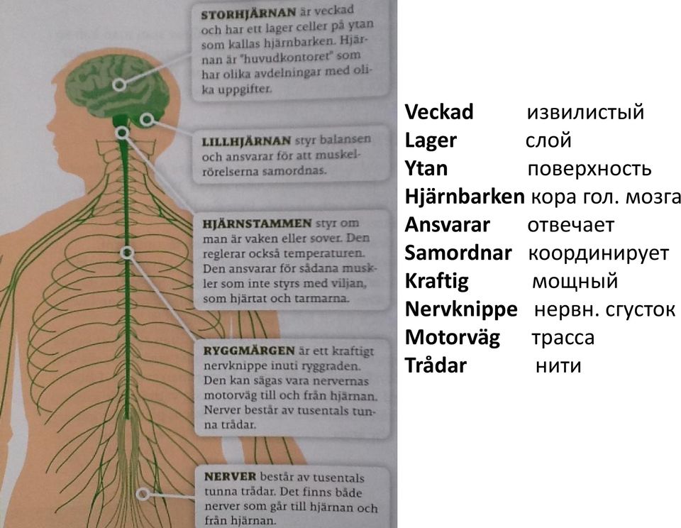 мозга Ansvarar отвечает Samordnar