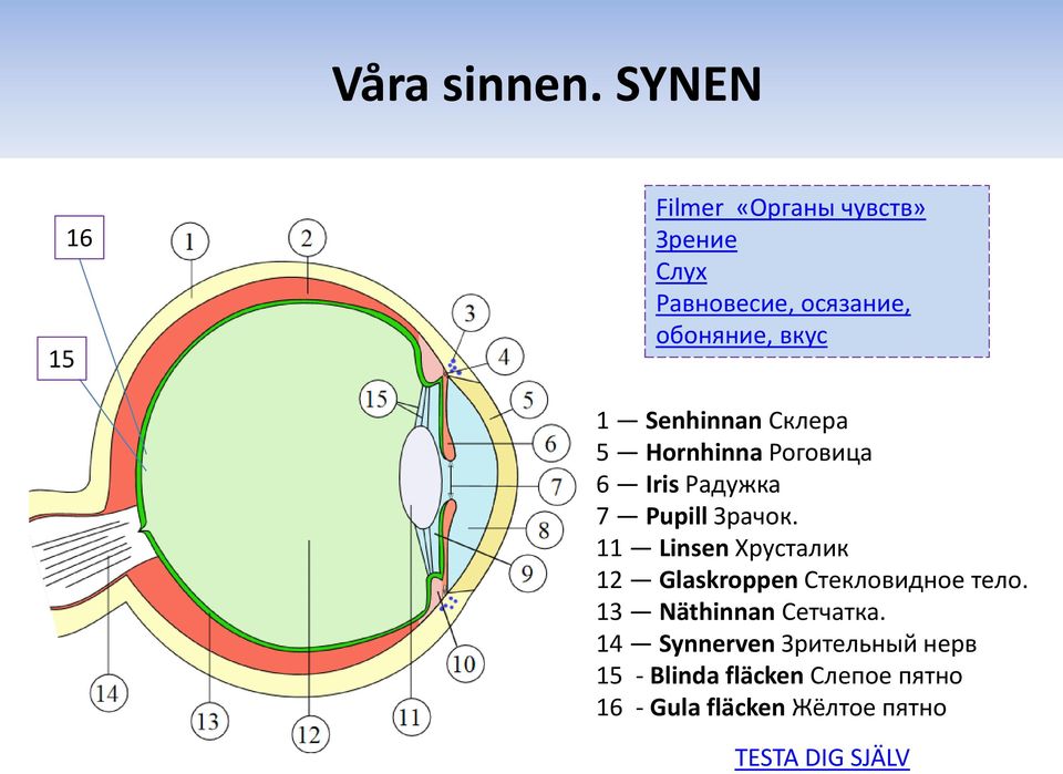 Senhinnan Склера 5 Hornhinna Роговица 6 Iris Радужка 7 Pupill Зрачок.