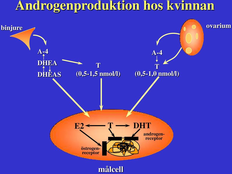 nmol/l) A-4 T (0,5-1,0 nmol/l) E2