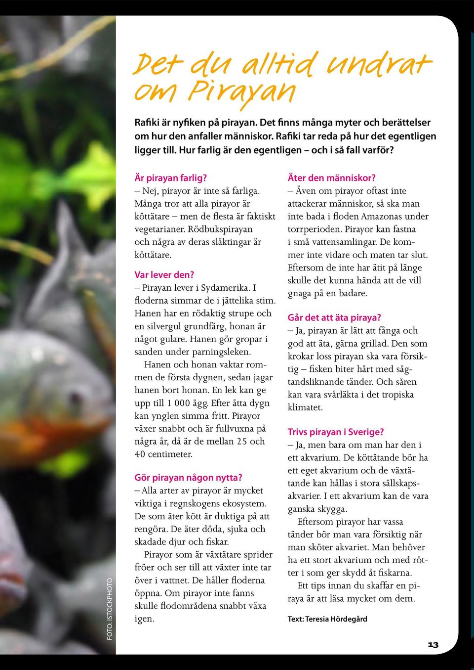 Många tror att alla pirayor är köttätare men de flesta är faktiskt vegetarianer. Rödbukspirayan och några av deras släktingar är köttätare. Var lever den? Pirayan lever i Sydamerika.