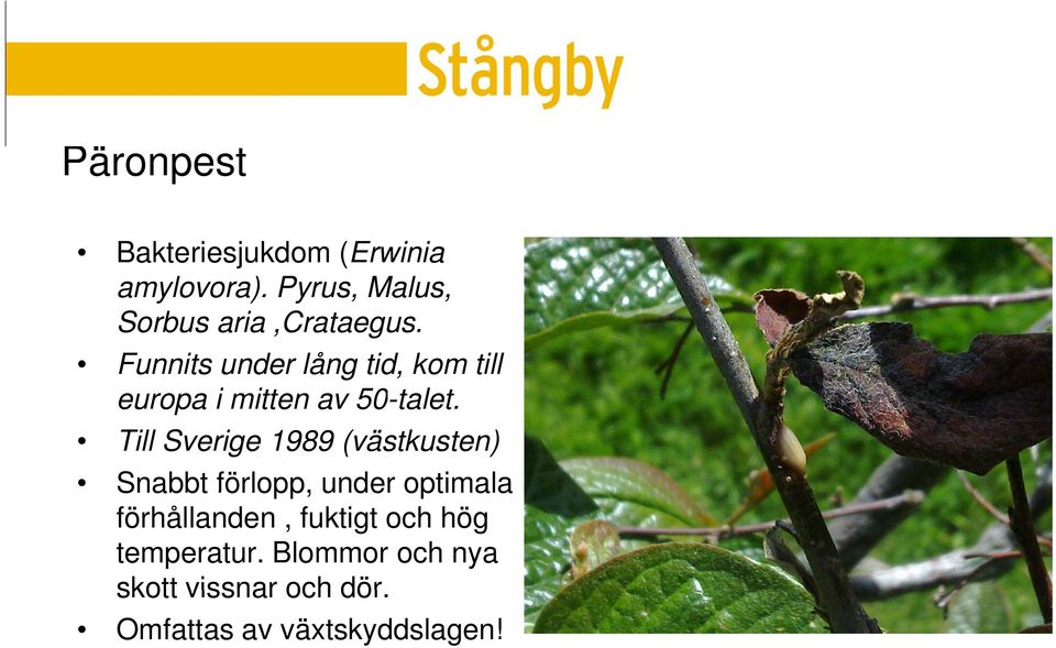 Funnits under lång tid, kom till europa i mitten av 50-talet.